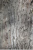 Tree Bark 0004